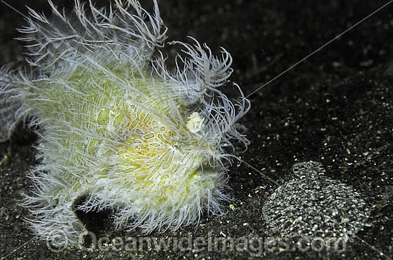 Striped Frogfish Antennarius striatus photo Striped Frogfish Antennarius striatus photo