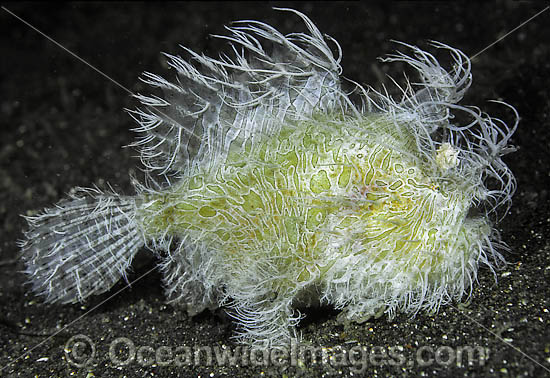 Striped Frogfish Antennarius striatus photo Striped Frogfish Antennarius striatus photo