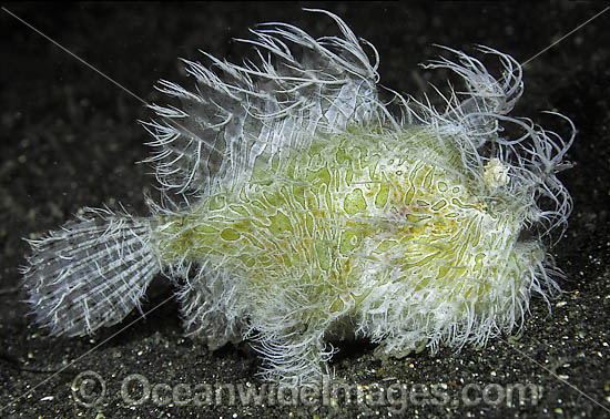 Striped Frogfish Antennarius striatus photo