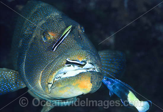 Footballer Trout cleaned by wrasse photo Footballer Trout cleaned by wrasse photo