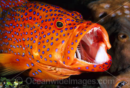 Coral Grouper Cephalopholis miniata photo