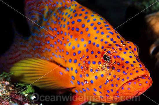 Coral Grouper (Cephalopholis miniata), also known as Coral Rock Cod and Coral Cod, being cleaned by Cleaner Shrimp (Urocardidella antonbruunii) . Found inhabiting coral reefs throughout Indo-West Pacific, including Great Barrier Reef, Australia Photo - Gary Bell