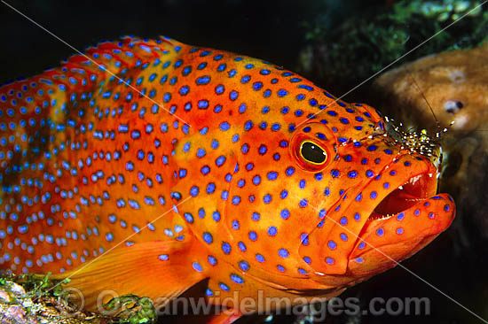 Coral Grouper (Cephalopholis miniata), also known as Coral Rock Cod and Coral Cod, being cleaned by Cleaner Shrimp (Urocardidella antonbruunii) . Found inhabiting coral reefs throughout Indo-West Pacific, including Great Barrier Reef, Australia Photo - Gary Bell
