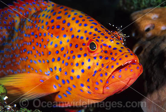 Coral Grouper cleaned by cleaner shrimp photo Coral Grouper cleaned by cleaner shrimp photo