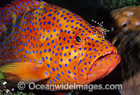 Coral Grouper cleaned by cleaner shrimp Photo - Gary Bell
