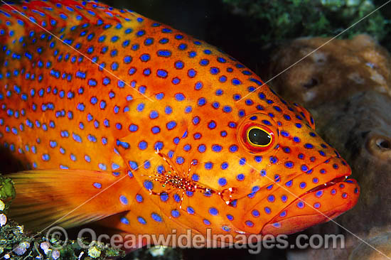 Coral Grouper cleaned by cleaner shrimp photo