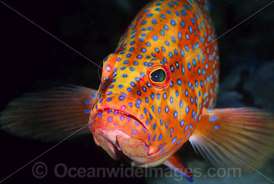 Coral Grouper Coral Cod photo