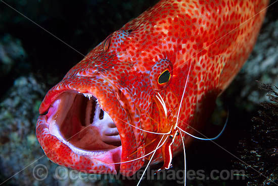 Cleaner Shrimp (Lysmata amboinensis) - cleaning a Tomato Grouper (Cephalopholis sonnerati), also known as Tomato Rock Cod. Found throughout Indo-West Pacific, including Great Barrier Reef, Australia Photo - Gary Bell Cleaner Shrimp (Lysmata amboinensis) - cleaning a Tomato Grouper (Cephalopholis sonnerati), also known as Tomato Rock Cod. Found throughout Indo-West Pacific, including Great Barrier Reef, Australia Photo - Gary Bell