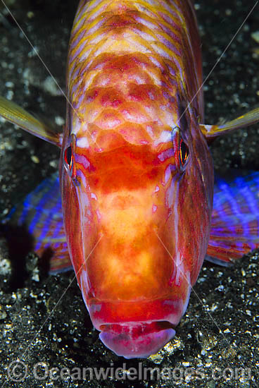 Long-barbel Goatfish Parupeneus macronema photo