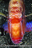 Long-barbel Goatfish Parupeneus macronema Photo - Gary Bell