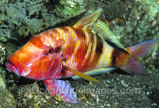 Long-barbel Goatfish Parupeneus macronema photo