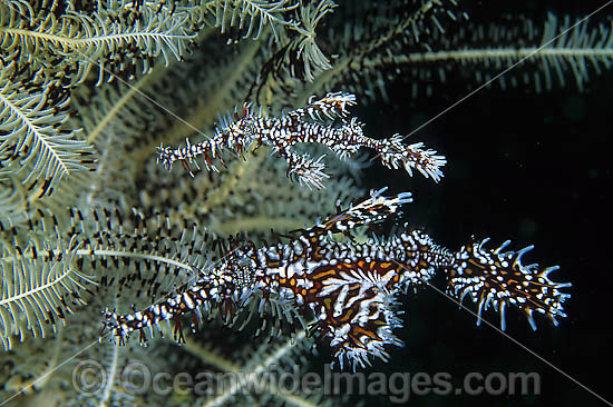 Harlequin Ghost Pipefish in Crinoid photo