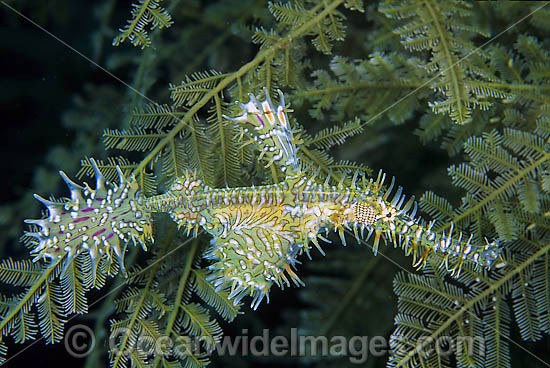 Harlequin Ghost Pipefish in Stinging Hydroid photo