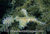 Harlequin Ghost Pipefish in Stinging Hydroid Photo - Gary Bell