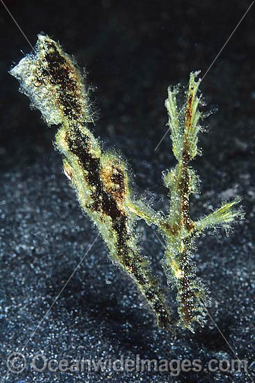 Rough-snout Ghost Pipefish photo