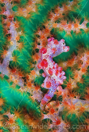 Pygmy Seahorse (Hippocampus bargibanti) - on Gorgonian Fan Coral. Found throughout Indo-West Pacific, including Great Barrier Reef Photo - Gary Bell