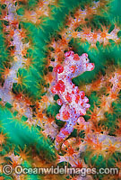 Pygmy Seahorse on Gorgonian Fan Coral Photo - Gary Bell
