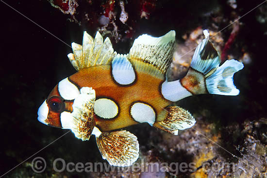 Many-spotted Sweetlips juvenile photo