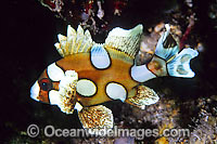 Many-spotted Sweetlips juvenile Photo - Gary Bell