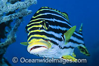 Oriental Sweetlips Photo - Gary Bell