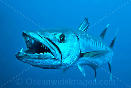 Great Barracuda with mouth open photo