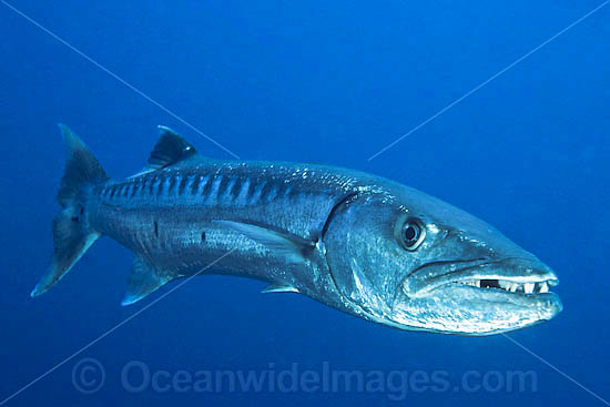 Great Barracuda photo