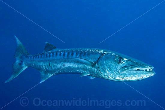 Great Barracuda Sphyraena barracuda Found tnroughout all tropical seas