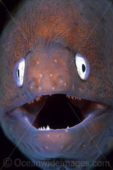 White-eyed Moray Siderea thyrsoidea photo