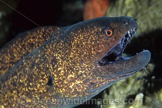 Yellow-edged Moray (Gymnothorax flavimarginatus). Found throughout the Indo-West Pacific. Photo taken at Great Barrier Reef, Queensland, Australia Photo - Gary Bell