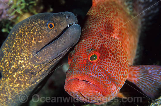 Yellow-edged Moray cleaned by cleaner shrimp photo Yellow-edged Moray cleaned by cleaner shrimp photo