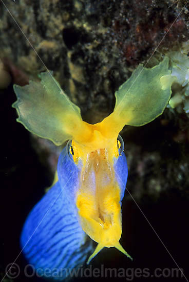 Pair of Blue Ribbon Eels photo Pair of Blue Ribbon Eels photo