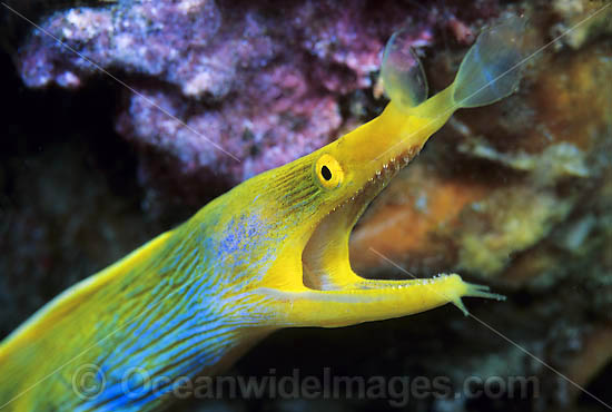 Blue Ribbon Eel female photo Blue Ribbon Eel female photo