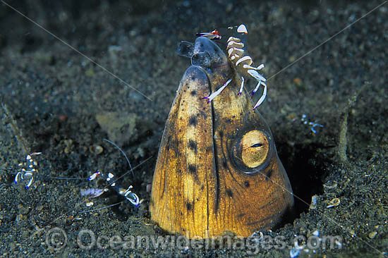 Black-finned Snake Eel (Ophichthus melanochir) - being cleaned by Cleaner Shrimp (Periclimenes magnificus). Found throughout South-East Asia and Indo-Central Pacific, including the Great Barrier Reef, Queensland, Australia Photo - Gary Bell