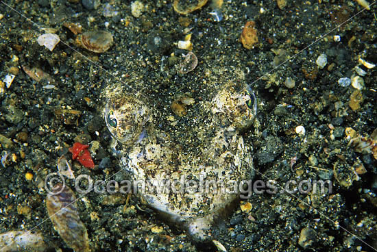 Crocodile Snake Eel Brachysomophis crocodilinus photo