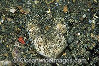 Crocodile Snake Eel Brachysomophis crocodilinus Photo - Gary Bell