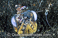 Black-finned Snake Eel cleaned by shrimp Photo - Gary Bell