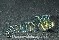 Barred Moray Eel Echidna polyzona Photo - Gary Bell