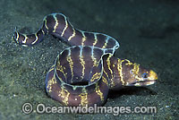 Barred Moray Eel Echidna polyzona Photo - Gary Bell