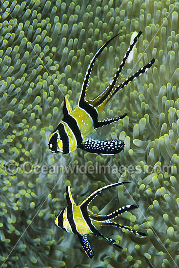 Banggai Cardinalfish Pterapogon kauderni photo