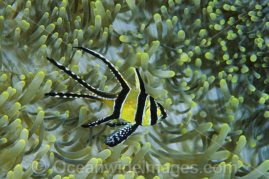 Banggai Cardinalfish Pterapogon kauderni photo