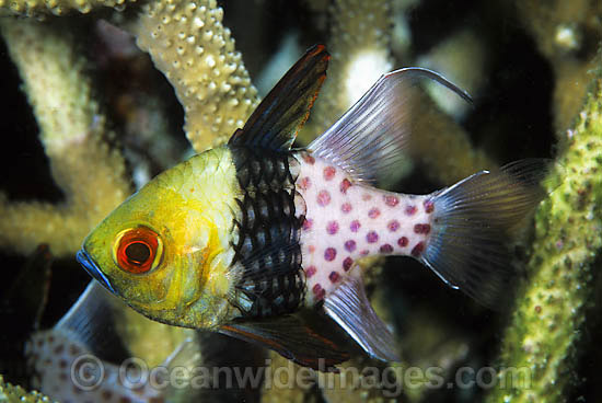 Pyjama Cardinalfish (Sphaeramia nematoptera) - amongst branching acropora coral. Easily recognised by red eye and spots along side of body. Found throughout the Indo-West Pacific, including the Great Barrier Reef. Photo - Gary Bell Pyjama Cardinalfish (Sphaeramia nematoptera) - amongst branching acropora coral. Easily recognised by red eye and spots along side of body. Found throughout the Indo-West Pacific, including the Great Barrier Reef. Photo - Gary Bell