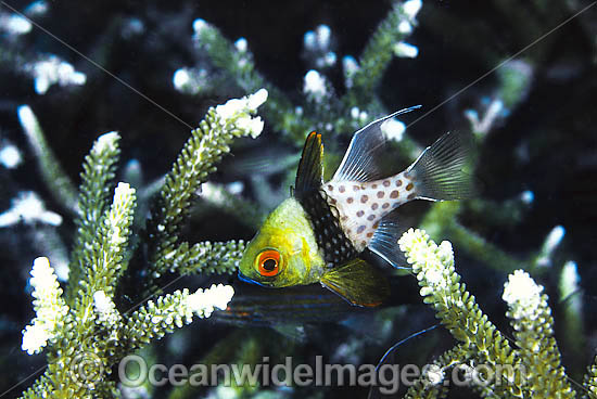 Pyjama Cardinalfish (Sphaeramia nematoptera) - amongst branching acropora coral. Easily recognised by red eye and spots along side of body. Found throughout the Indo-West Pacific, including the Great Barrier Reef. Photo - Gary Bell Pyjama Cardinalfish (Sphaeramia nematoptera) - amongst branching acropora coral. Easily recognised by red eye and spots along side of body. Found throughout the Indo-West Pacific, including the Great Barrier Reef. Photo - Gary Bell