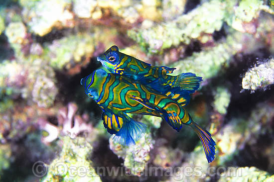 Mandarin-fish courting male and female photo Mandarin-fish courting male and female photo