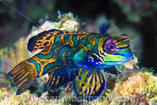 Mandarin-fish (Pterosynchiropus splendidus). Found throughout West Pacific. Photo taken Great Barrier Reef, Queensland, Australia Photo - Gary Bell