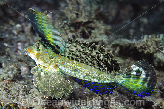 Orange-black Dragonet Dactylopus Kuiteri photo Orange-black Dragonet Dactylopus Kuiteri photo