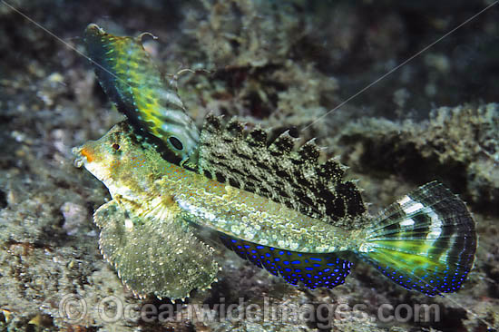 Orange-black Dragonet Dactylopus Kuiteri photo