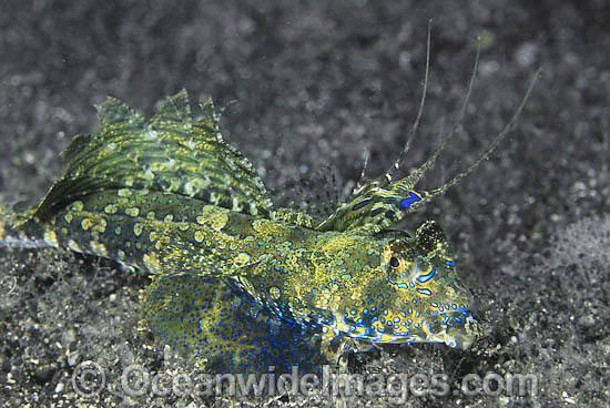 Fingered Dragonet (Dactylopus dactylopus) - male. Found throughout West Pacific and eastern Indian Ocean. Photo taken at Lembeh Strait, Sulawesi, Indonesia Photo - Gary Bell Fingered Dragonet (Dactylopus dactylopus) - male. Found throughout West Pacific and eastern Indian Ocean. Photo taken at Lembeh Strait, Sulawesi, Indonesia Photo - Gary Bell