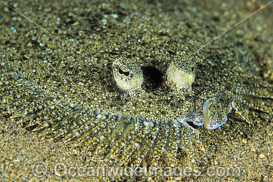 Left-eyed Flounder possibly: Leopard Flounder (Bothus pantherinus). Common on coastal sand flats throughout Indo-West Pacific. Photo taken at Lembeh Strait, Sulawesi, Indonesia Photo - Gary Bell
