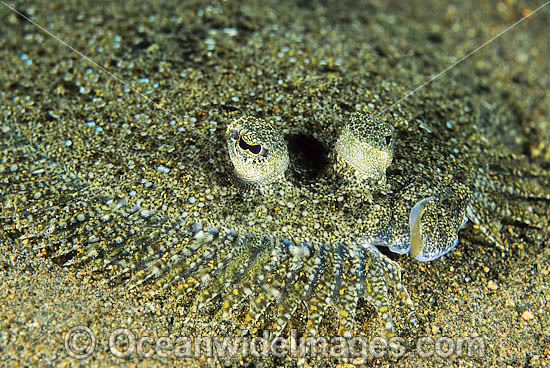Left-eyed Flounder possibly: Leopard Flounder (Bothus pantherinus). Common on coastal sand flats throughout Indo-West Pacific. Photo taken at Lembeh Strait, Sulawesi, Indonesia Photo - Gary Bell Left-eyed Flounder possibly: Leopard Flounder (Bothus pantherinus). Common on coastal sand flats throughout Indo-West Pacific. Photo taken at Lembeh Strait, Sulawesi, Indonesia Photo - Gary Bell