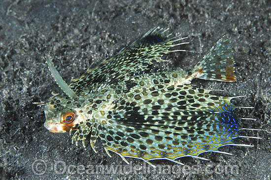 Flying Gurnard photo Flying Gurnard photo